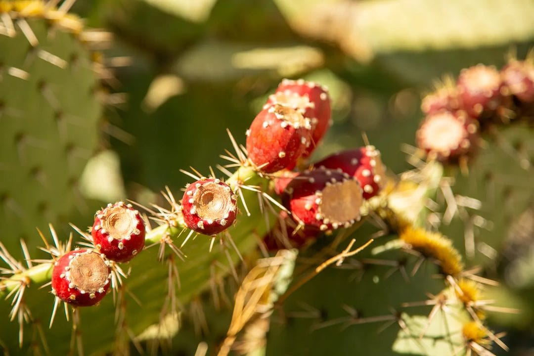 Fichi d'india di settembre: la raccolta senza spine, la vera granita siciliana e i tre errori che la rovinano
